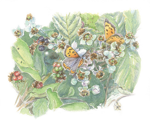 Small Copper butterflies