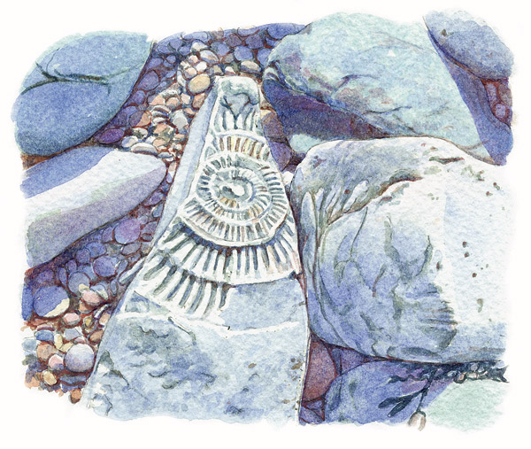 Page 91: Ammonite, St. Audrie’s Bay