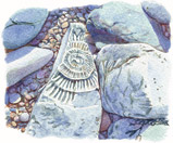 Ammonite, St. Audrie's Bay